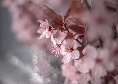 Pink Cherry blossom, macro