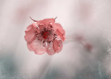 Pink flower, macro, garden