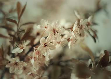 Pastel cherry blossom