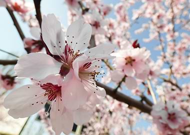 Apricot tree in bloom