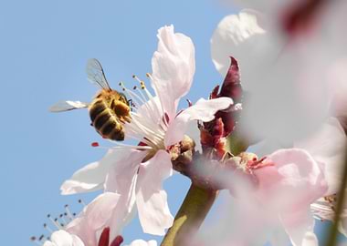 Bloom flower apricot tree