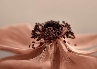 Inside anemone, macro