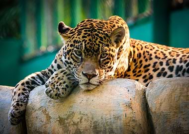 Animals Jaguar Wildlife