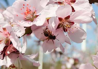 Apricot tree in bloom