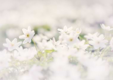 White anemones, macro