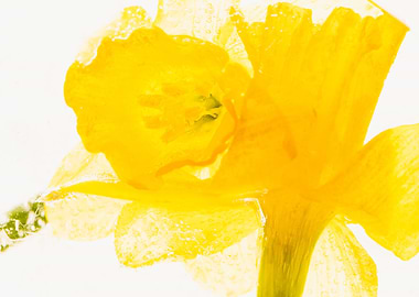 Daffodils in ice 2