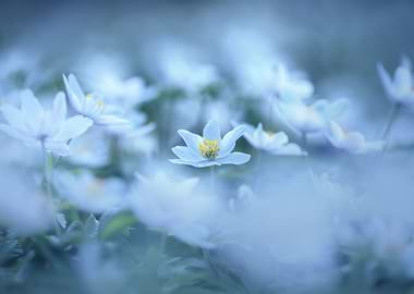 White flowers of anemones