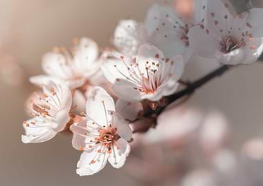 White Cherry blossom, tree