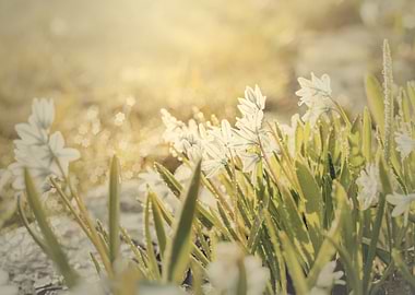 Spring garden,macro flower