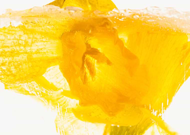 Daffodil in ice 1