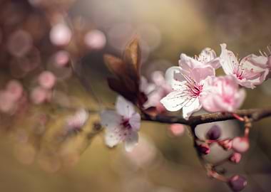 Spring cherry blossom