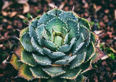 Cacti flower