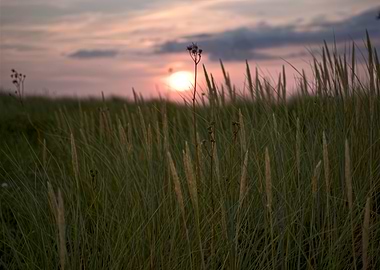 Unsharp Sunset Meadow