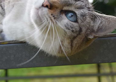 Cat Cats Feline Kitty