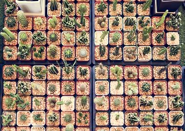 Cactus Display