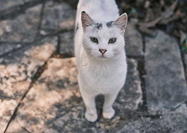 Cat Cats Feline Kitty