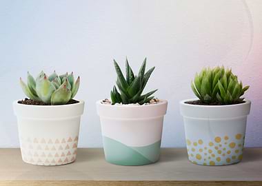 succulent plants