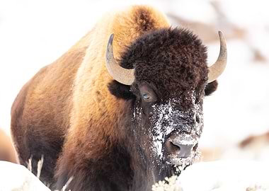 Bison Portrait