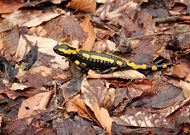 Fire Salamander From Above