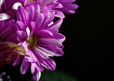 Pink Aster flowers
