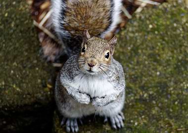 Begging Grey Squirrel