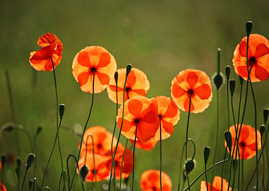 Klatschmohn Poppy