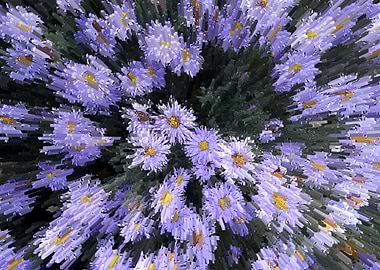 Abstract Purple Daisies