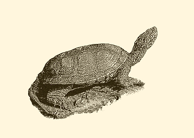 Turtle