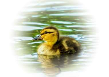 Duckling