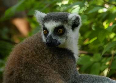Ring tailed lemur