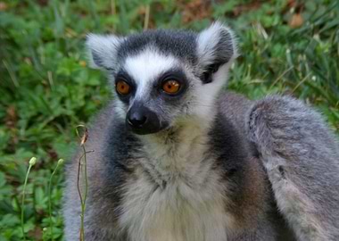Ring tailed lemur