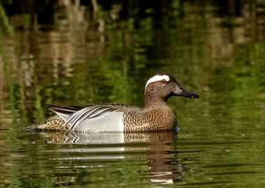 Garganey