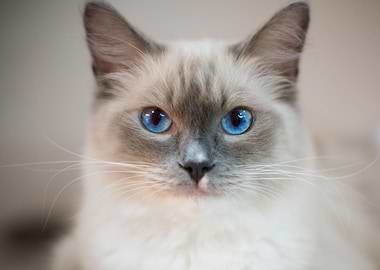 Cat Cats Feline Kitty