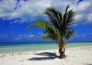 Palm tree at the Sea Beach