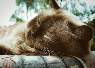 Cat Cats Feline Kitty