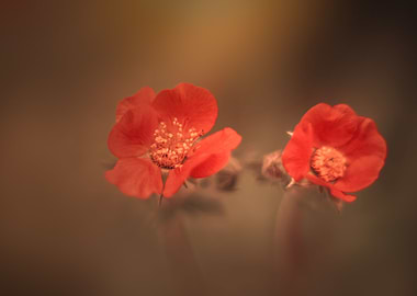 Red flowers, garden, macro