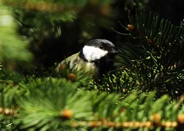 Great tit