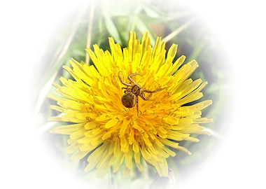 Spider on the flower