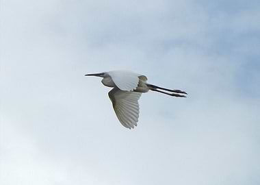 Flying egret