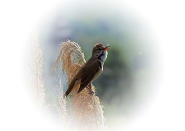 Great reed warbler