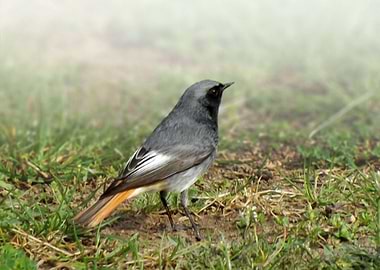 Black redstart