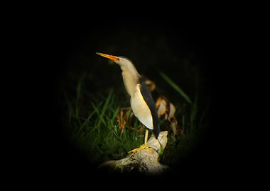 Little bittern