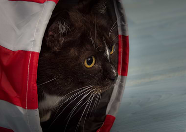 Cat Cats Feline Kitty