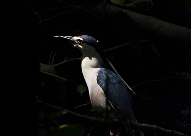 Night heron