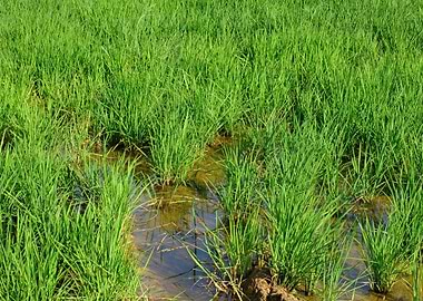 Rice Cultivation