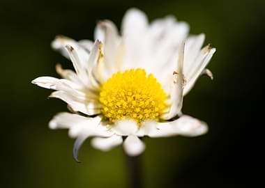 Beautiful flower closeup