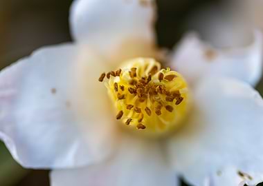 Beautiful flower closeup