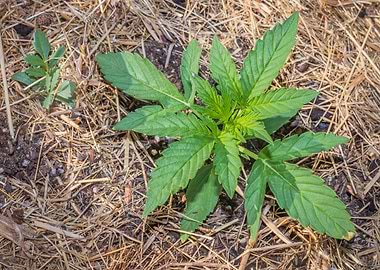 Female cannabis plant