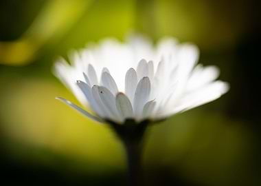 Beautiful flower closeup