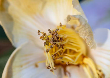 Beautiful flower closeup